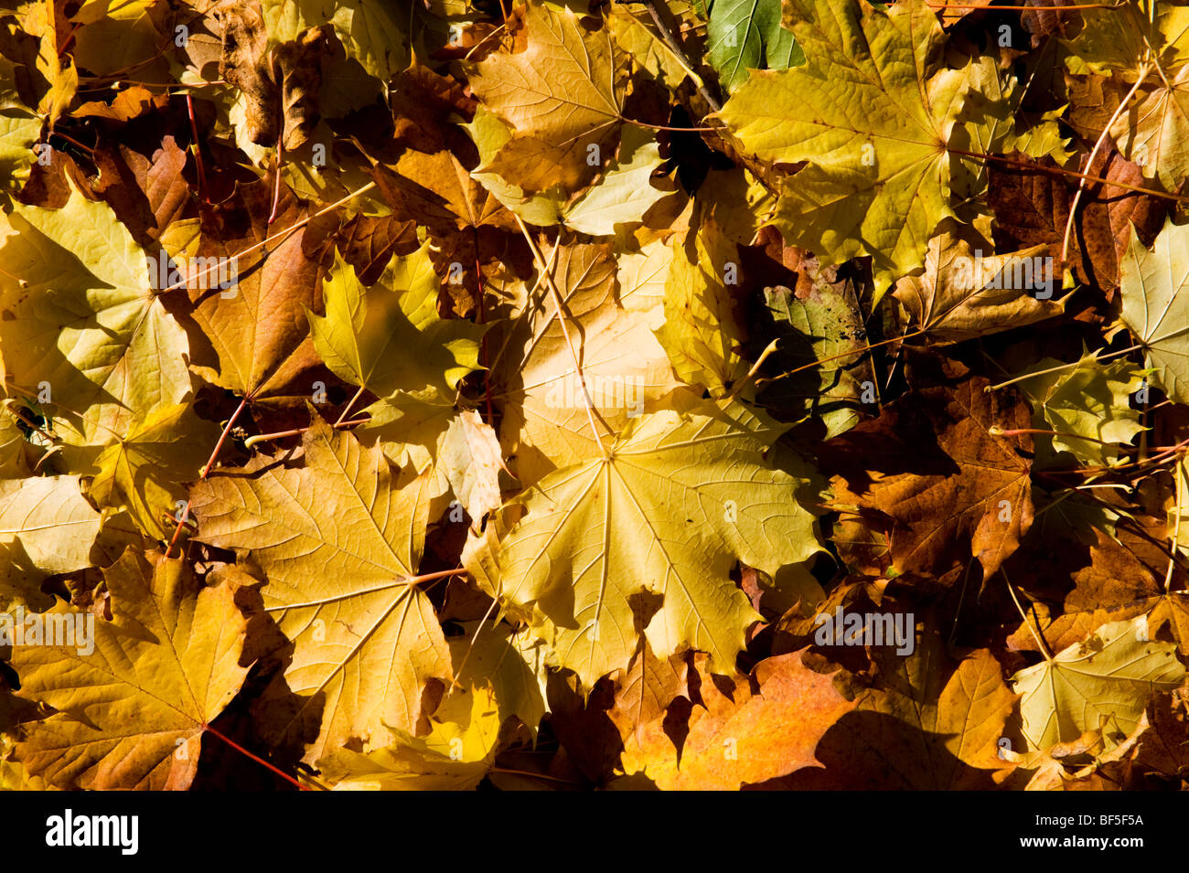 Un disegno di foglie di autunno che copre il terreno in Seer Green Bucks REGNO UNITO Foto Stock