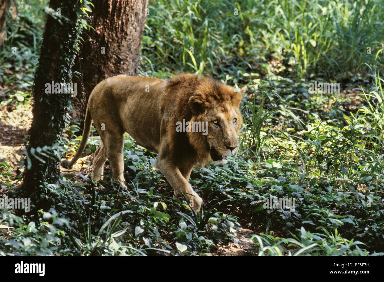 Asian Lion (Panthera leo persica), maschio, India, Asia Foto Stock
