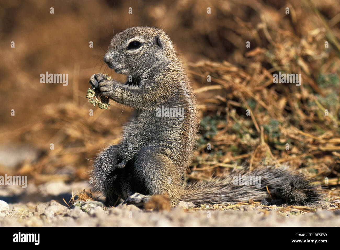 Massa del capo scoiattolo (Xerus inauris), Namibia, Africa Foto Stock
