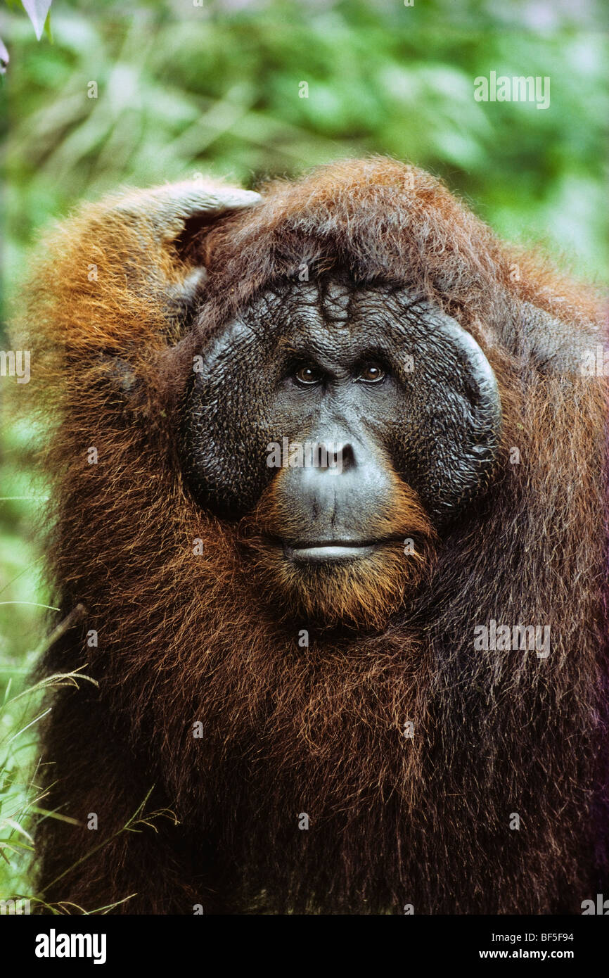 Orang Utan (Pongo pygmaeus), vecchio maschio, Camp Leakey, Tanjung messa National Park, Borneo Foto Stock