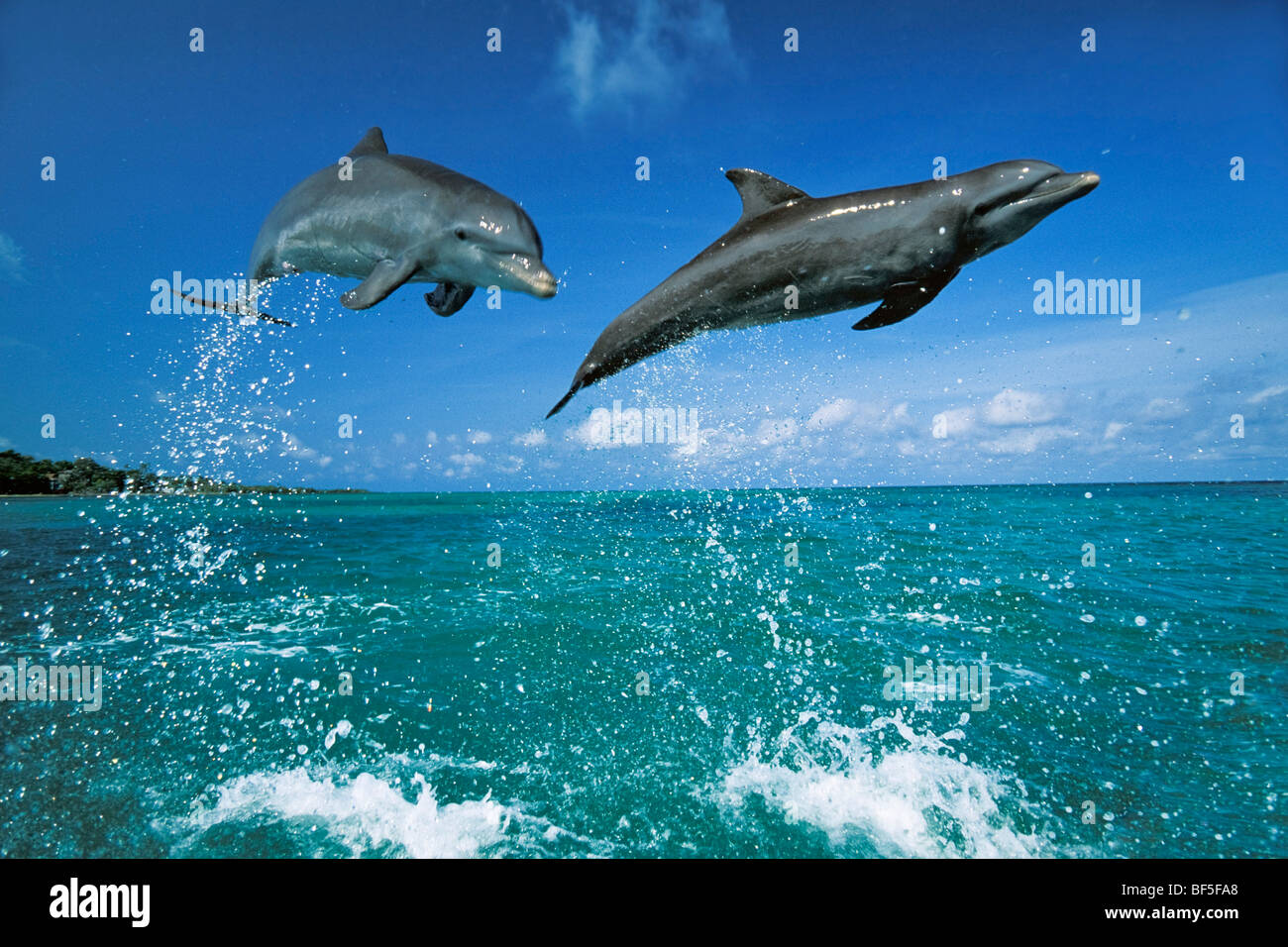 Bottlenosed delfini (tursiops truncatus) che saltava, dei Caraibi e America centrale Foto Stock