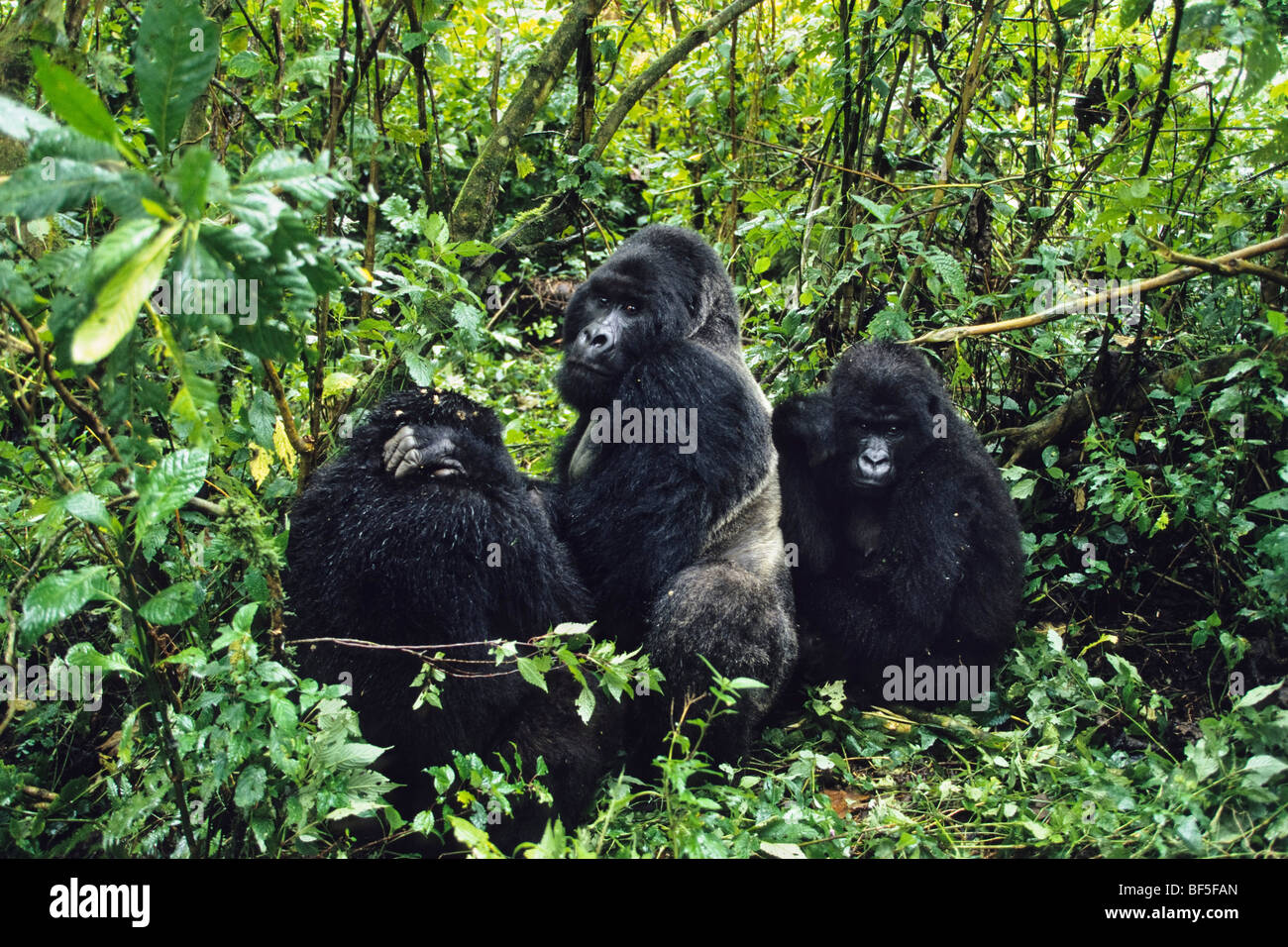 Mountaingorillas (Gorilla beringei), il Parco nazionale di Virunga, Zaire, Africa Foto Stock