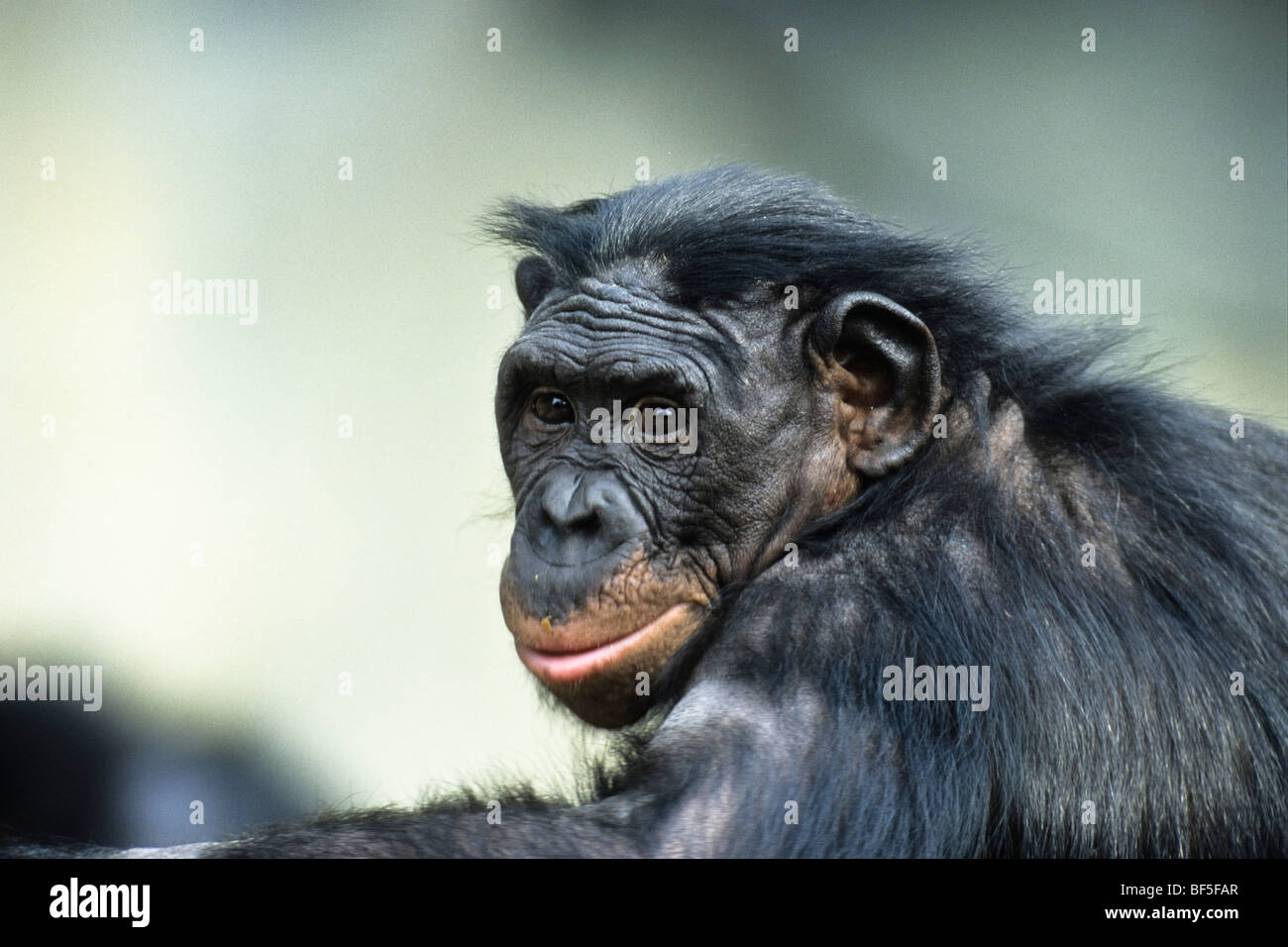 Bonobo, di scimpanzé (Pan paniscus), Africa Foto Stock