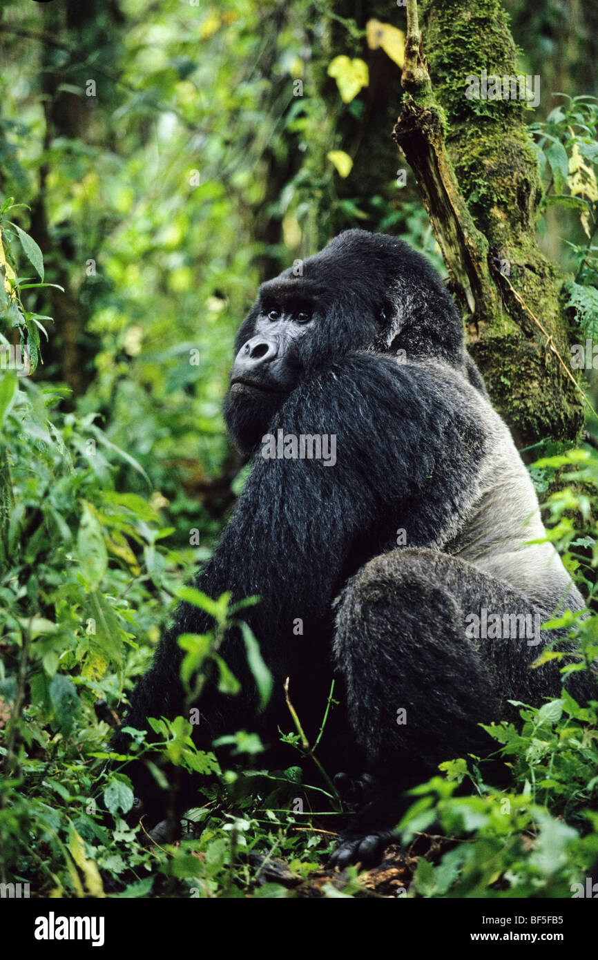 Mountaingorilla (Gorilla beringei), silverback, maschio, il Parco nazionale di Virunga, Zaire, Africa Foto Stock