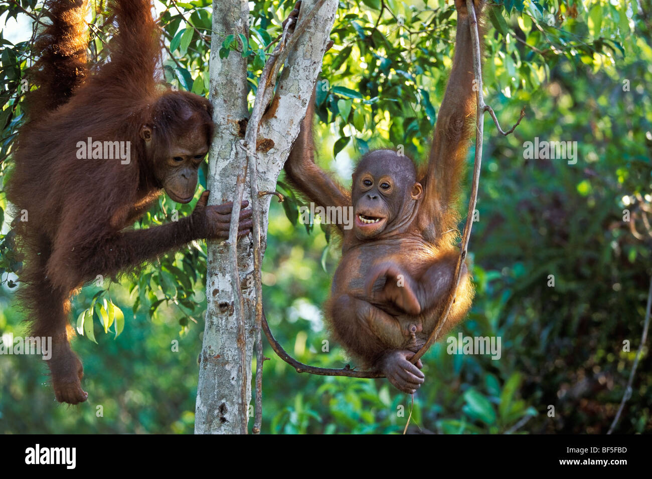 Giovani Orang Utans giocando in tree (Pongo pygmaeus), Tanjung messa National Park, Borneo, Asia Foto Stock