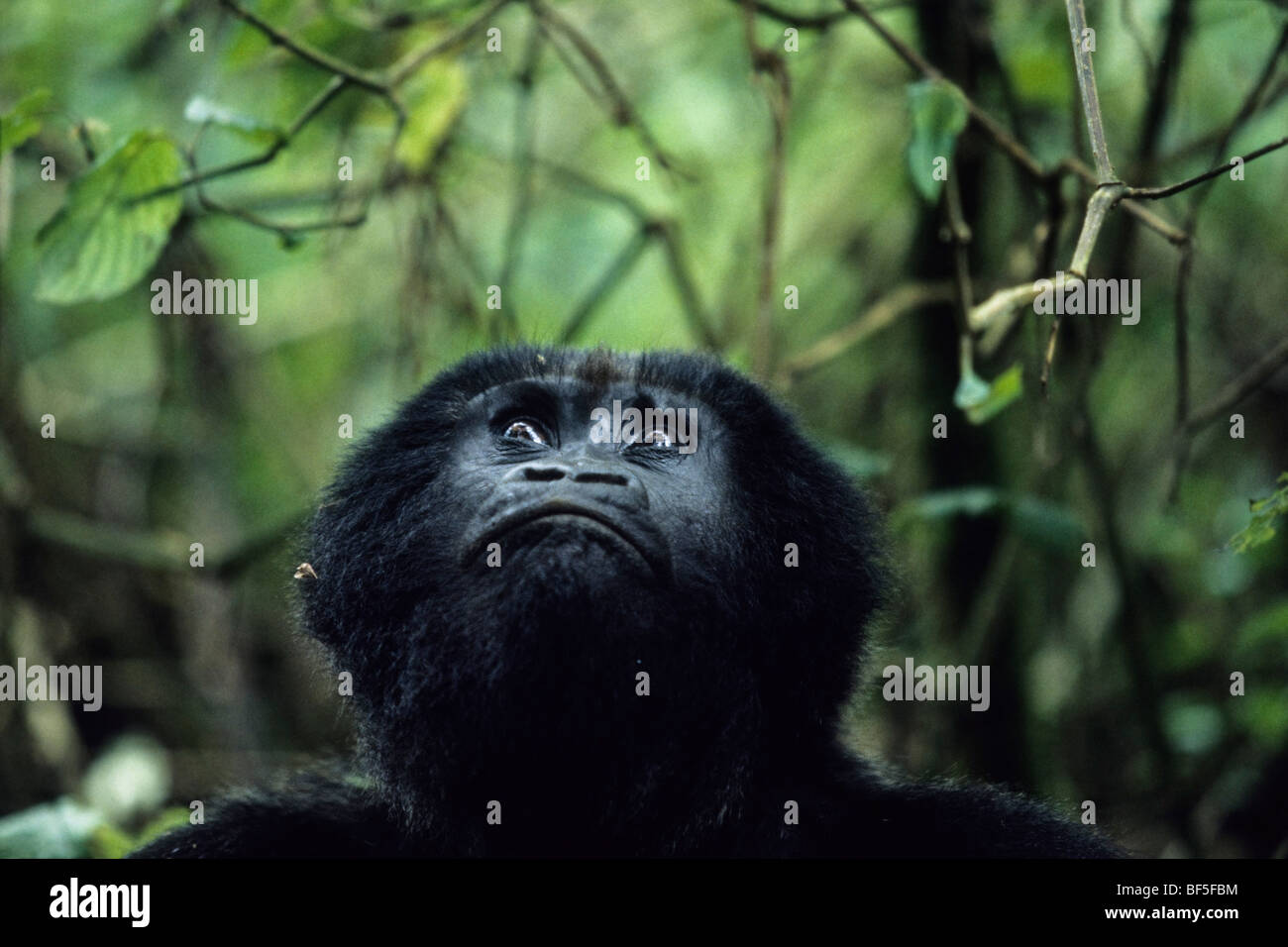 Mountaingorilla (Gorilla beringei) guardando in alto, il Parco nazionale di Virunga, Zaire, Africa Foto Stock