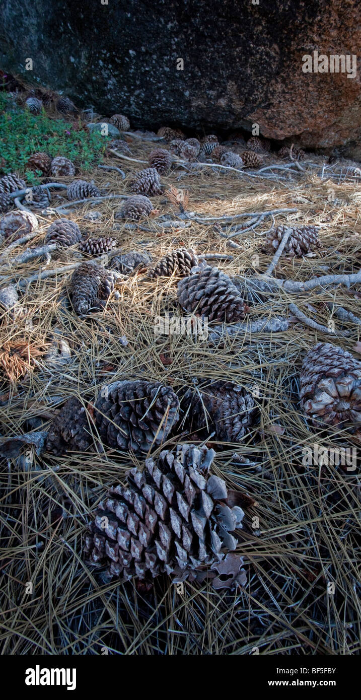 Pigne e aghi sul suolo della foresta, Sierras, California Foto Stock