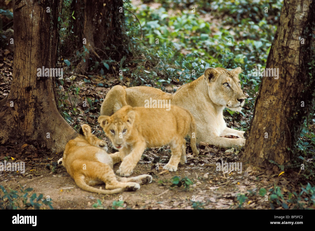 Asian Lion (Panthera leo persica), femmina con i cuccioli, India, Asia Foto Stock