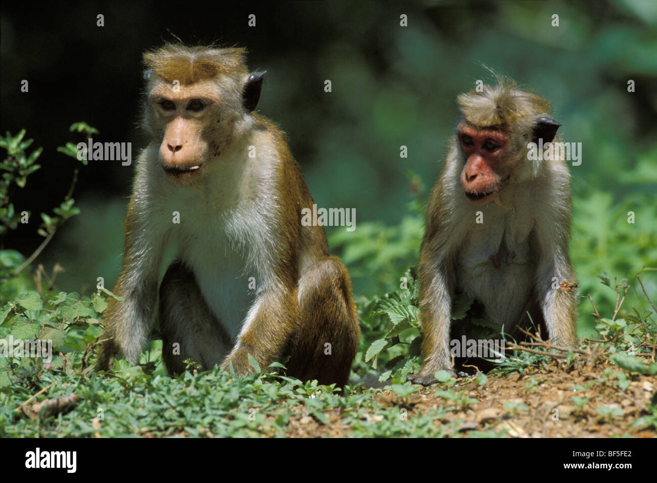Cofano di scimmia (Macaca sinica), Sri Lanka, Asia Foto Stock