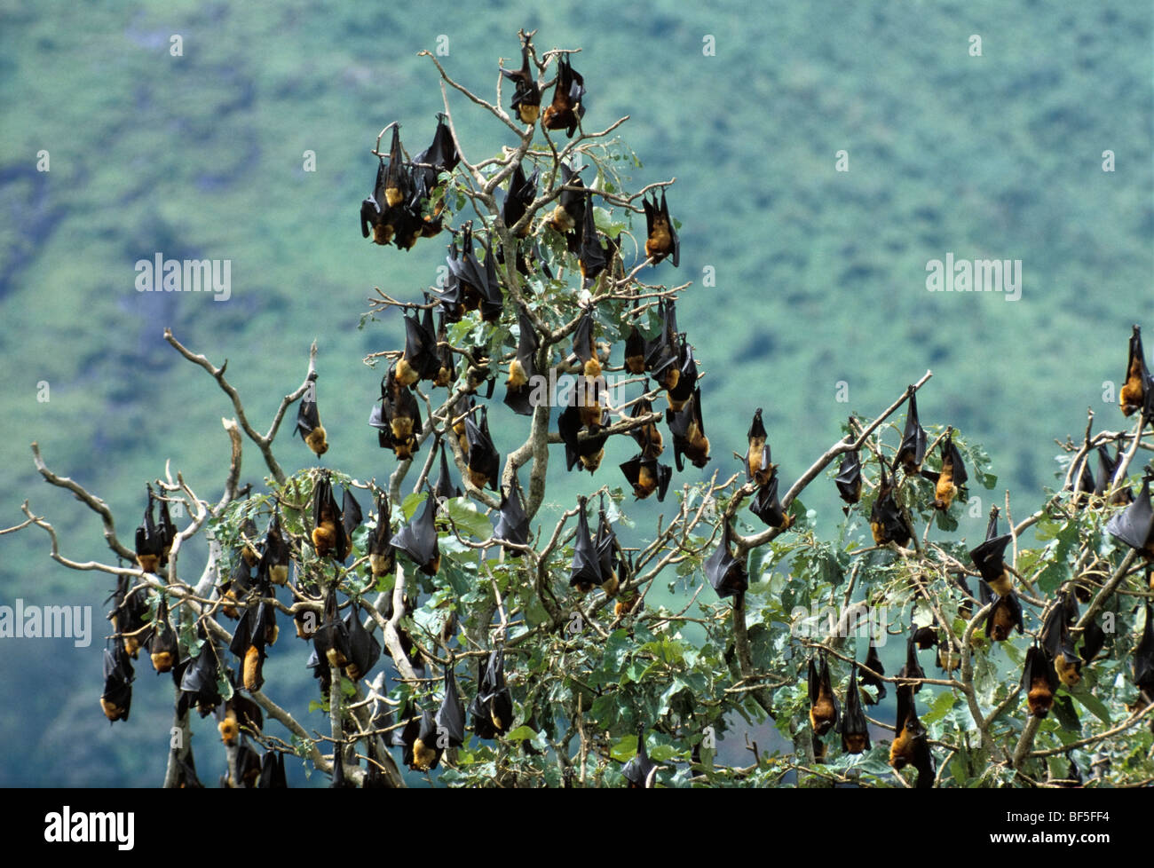 Volpi volanti (Pteropus giganteus) dormire nella struttura ad albero, India, Asia Foto Stock