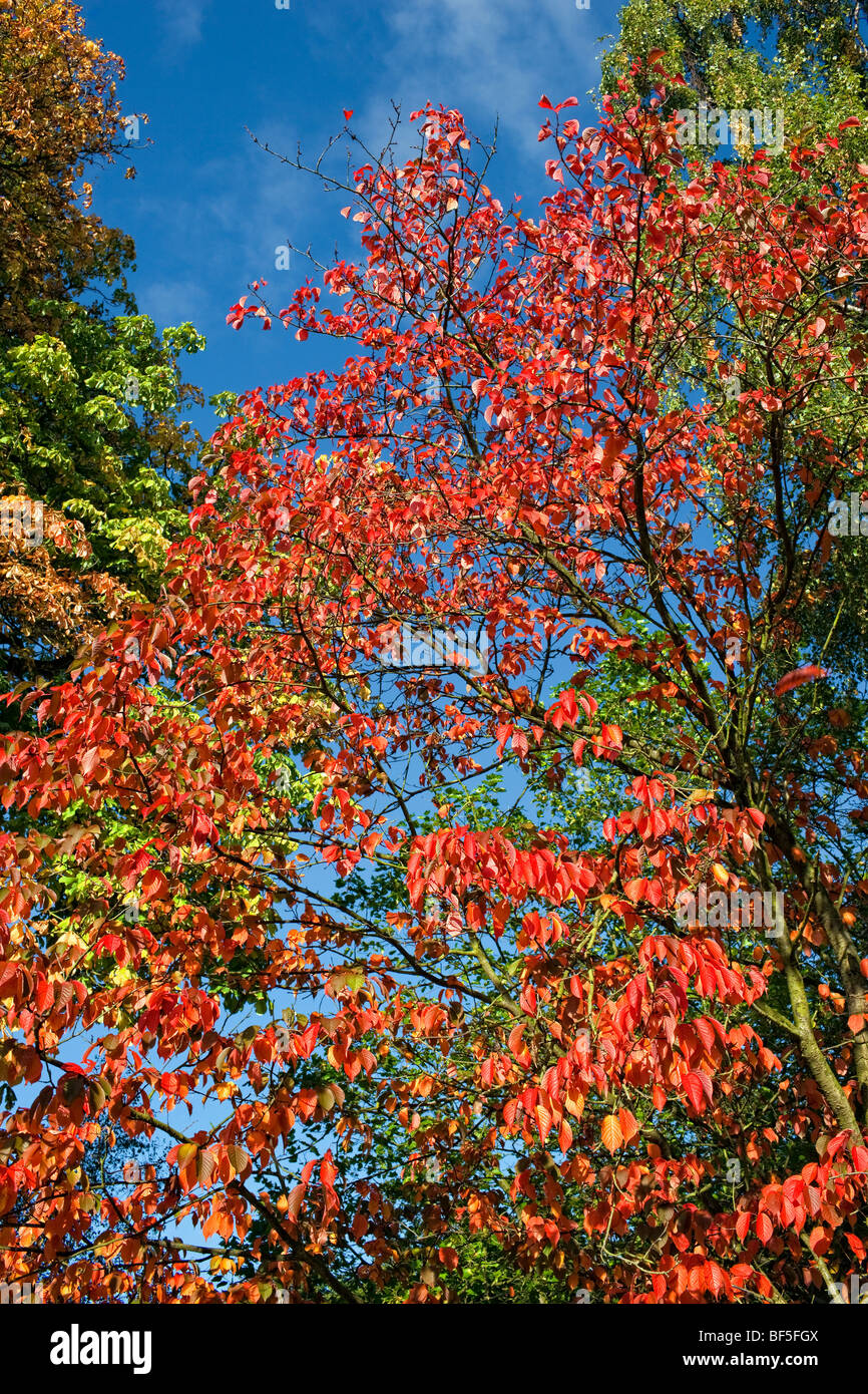 Prunus sargentii - fogliame in autunno Foto Stock