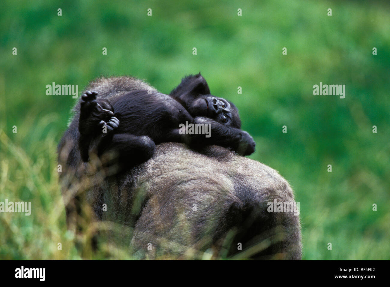 Pianura occidentale (Gorilla Gorilla gorilla gorilla), baby equitazione sulla madre torna, Africa Foto Stock