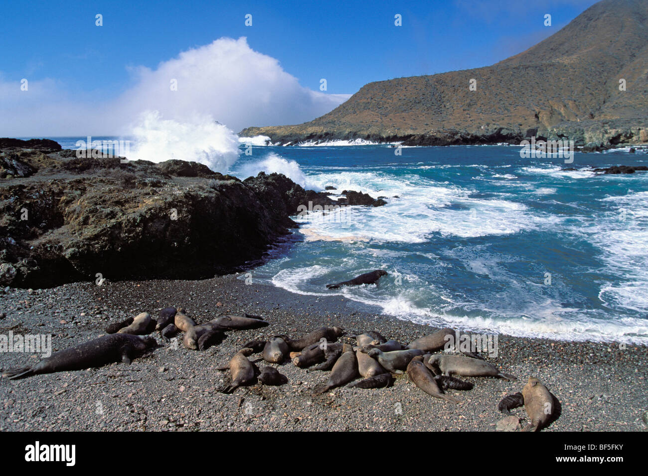 Northern Elephant guarnizioni (Mirounga angustirostris) crogiolarsi al sole, Baja California, Messico Foto Stock