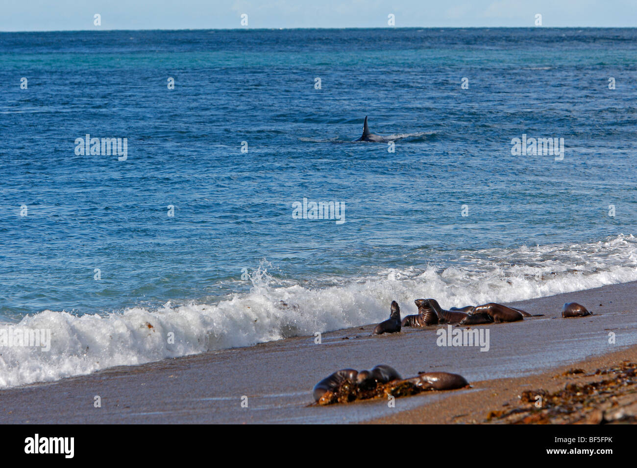 Orca balena (Orcinus orca). Bull il pattugliamento lungo una spiaggia al fine di catturare un Southern Sea Lion Foto Stock