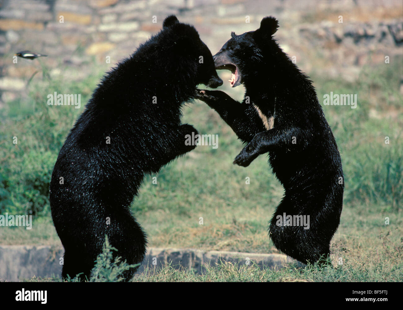 Asiatico orsi neri (Ursus thibetanus) combattimenti, Asia Foto Stock