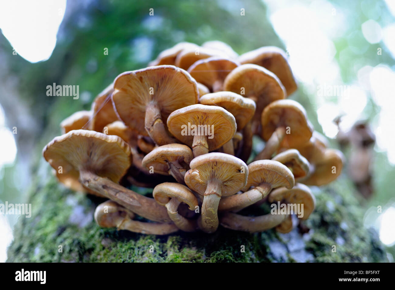 I funghi che crescono di un vecchio tronco di albero Foto Stock