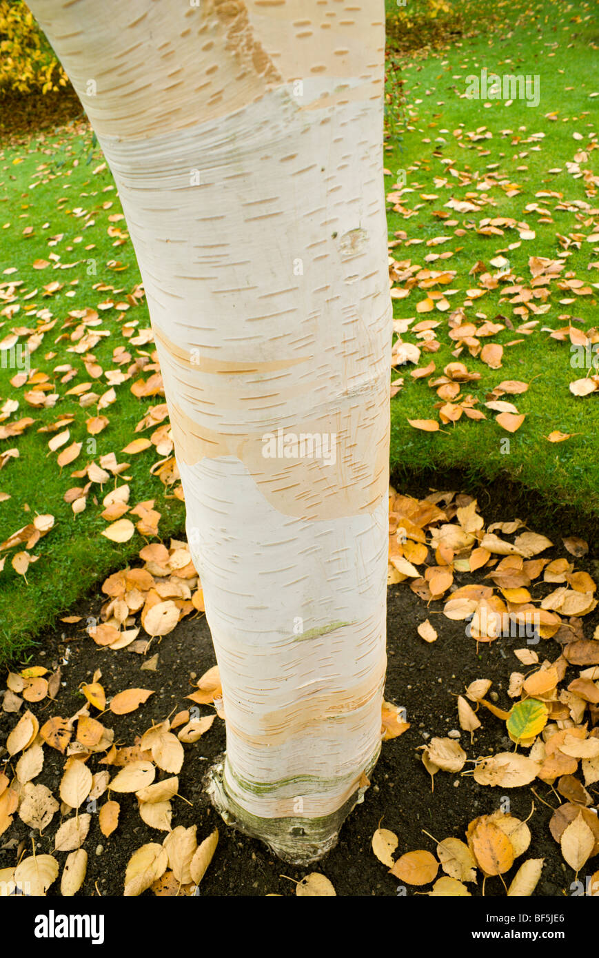 In prossimità di corteccia di betulla ornamentali tree giardini botanici victoria park bath somerset Inghilterra Foto Stock