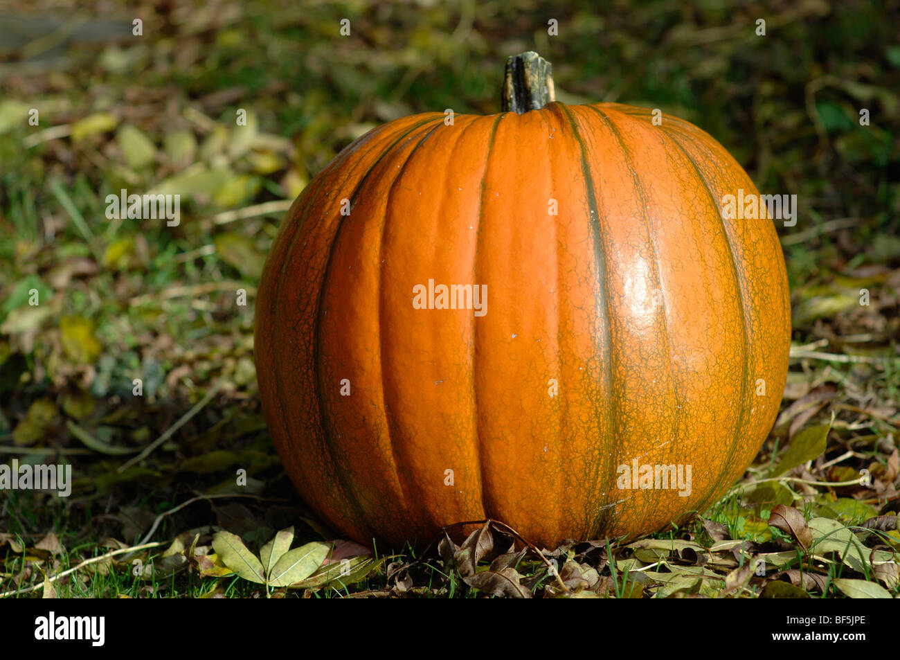 Taglio fresco zucca Foto Stock