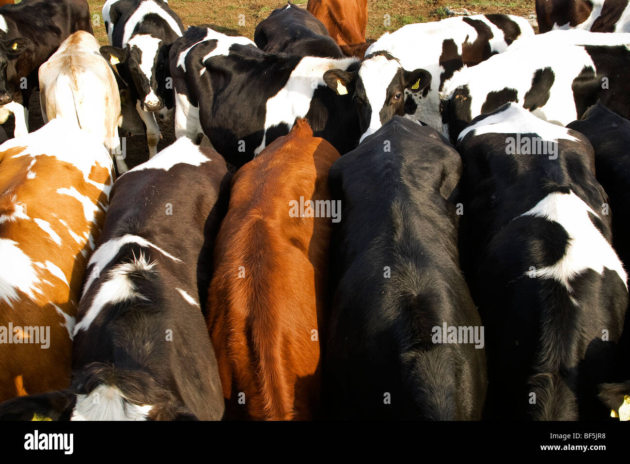 Bestiame bovino Foto Stock