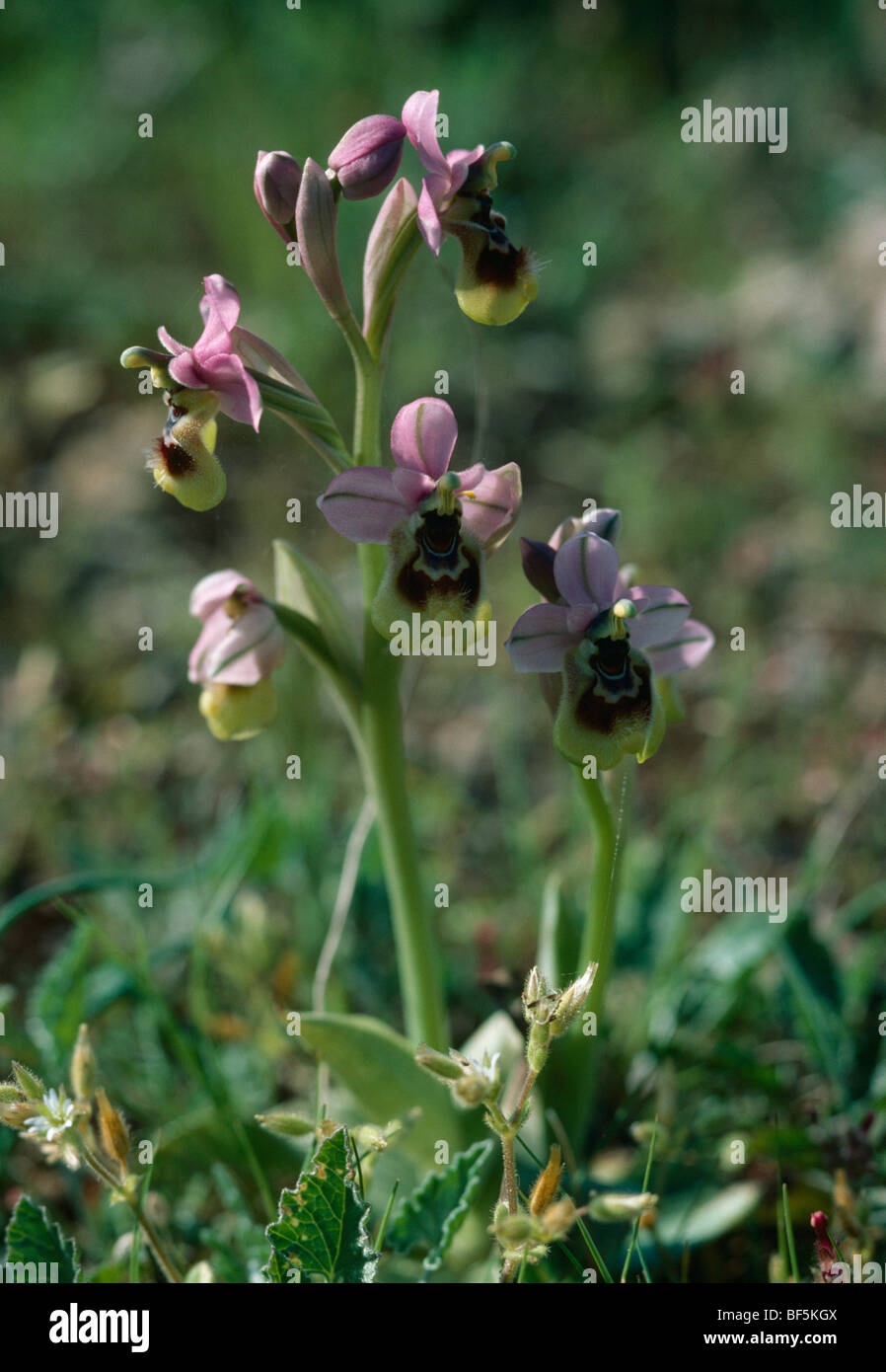 Close-up di viola orchidee selvatiche Foto Stock