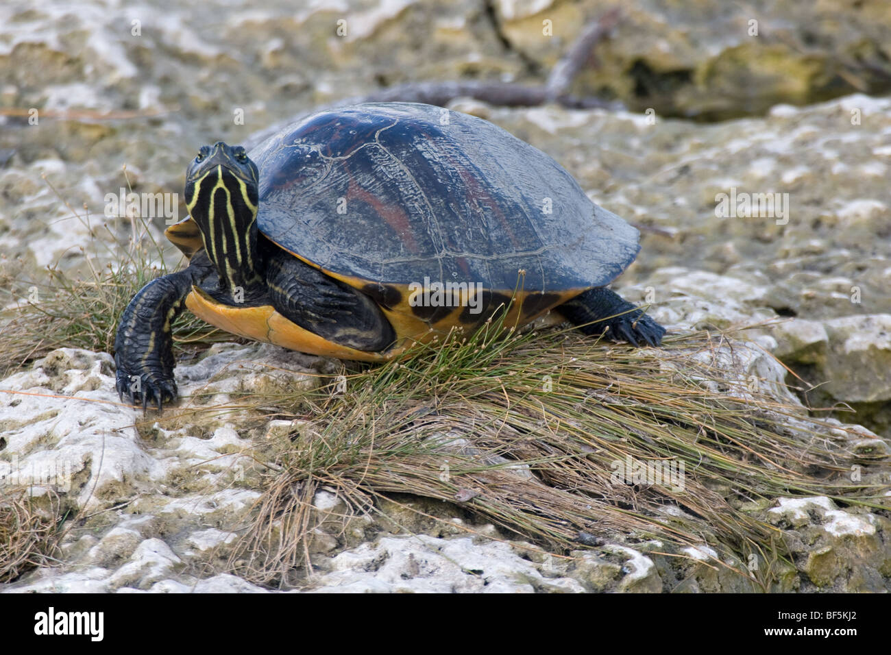 Rosso tartaruga panciuto - Pseudemys nelsoni Foto Stock