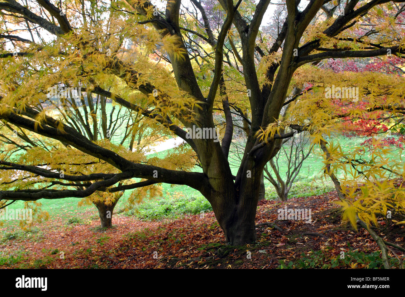 Acer palmatum Linearilobum in autunno a Batsford Arboretum, Gloucestershire, England, Regno Unito Foto Stock