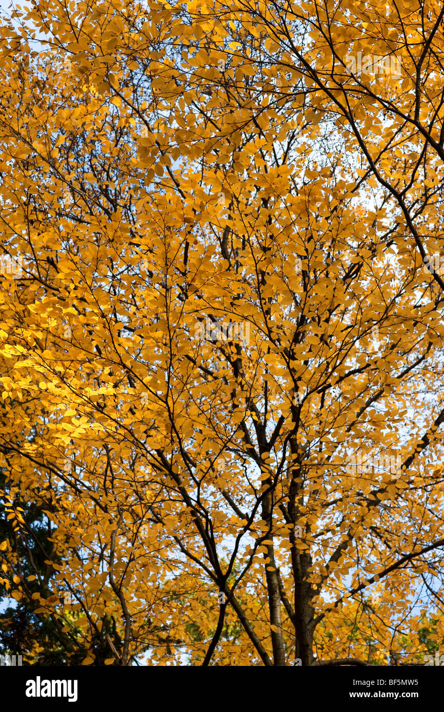 Betula lenta - Dolce Betulla, fogliame di autunno Foto Stock