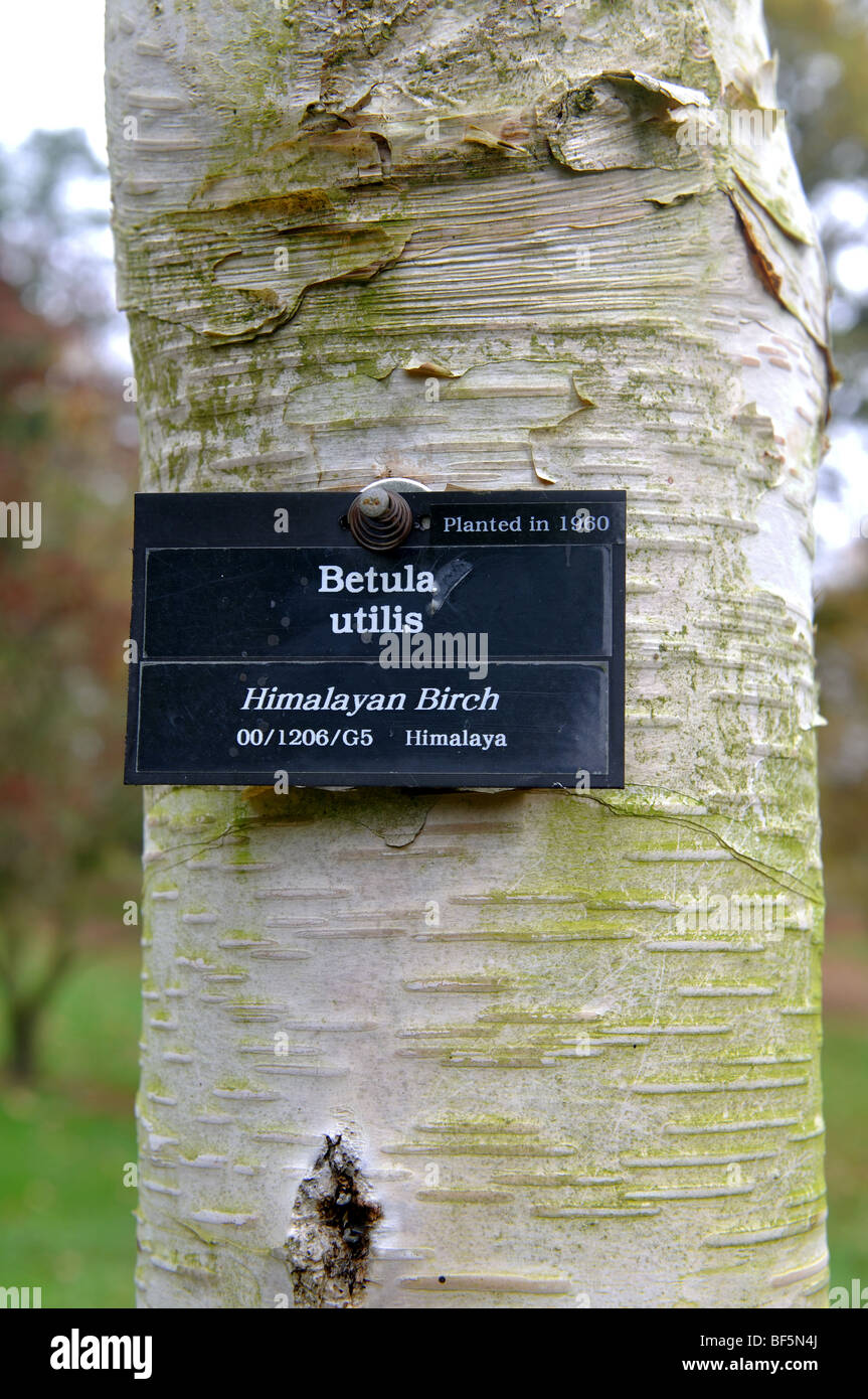Etichetta sul Betula utilis, Himalayan betulla, a Batsford Arboretum, Gloucestershire, England, Regno Unito Foto Stock