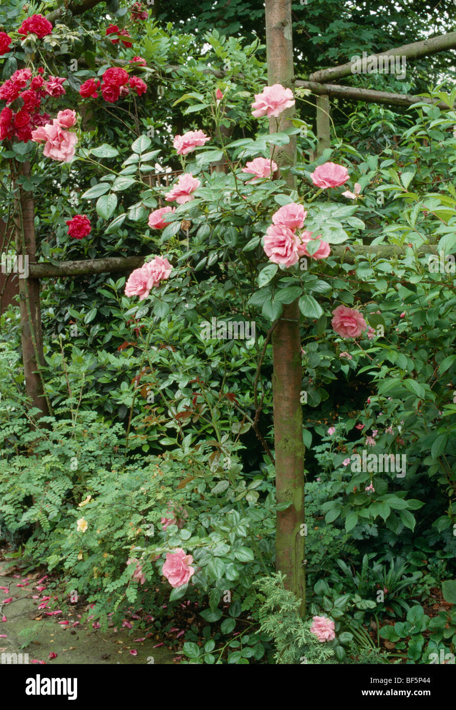 Close-up di rosa rose rampicanti su un rustico pergola nel giardino di campagna Foto Stock