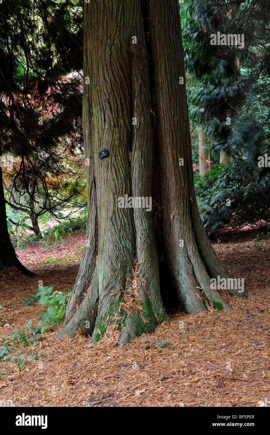 Thuja plicata a Batsford Arboretum, Gloucestershire, England, Regno Unito Foto Stock