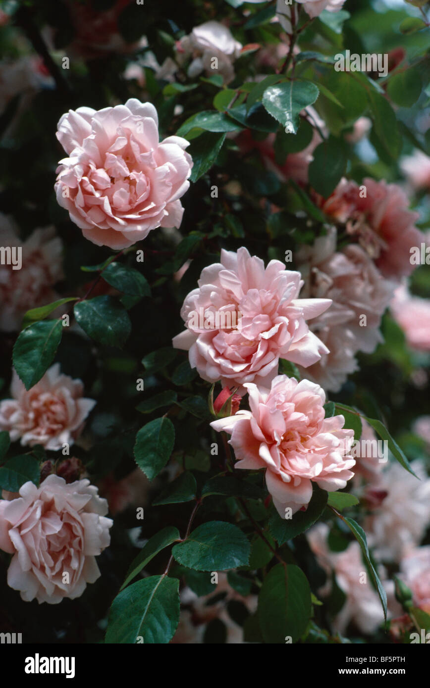 Close-up di rose rosa Foto Stock