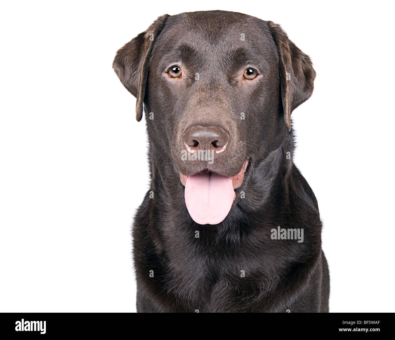 Colpo isolato di una felice ansimando cioccolato Labrador Foto Stock