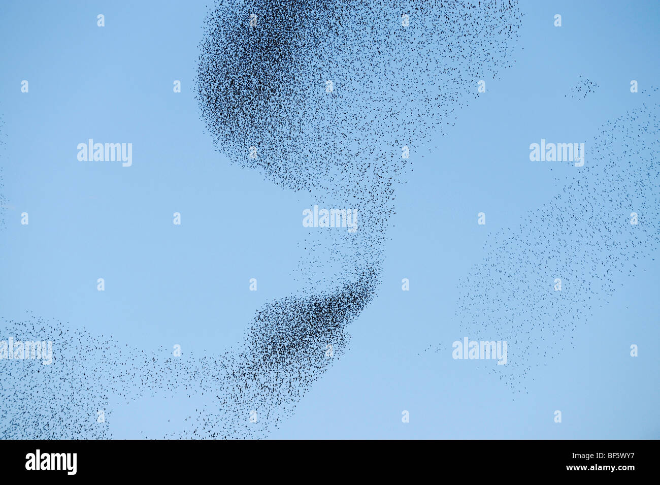 Unione Starling (Sturnus vulgaris), gregge la migrazione in inverno, Roma, Italia, Europa Foto Stock