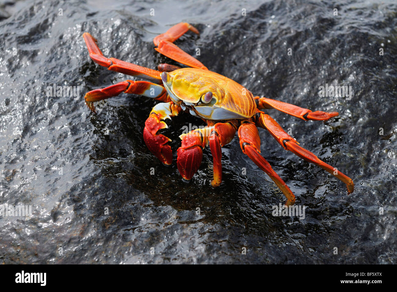 Sally Lightfoot Crab (Grapsus grapsus), Adulto, Espa ola Isola, Galapagos, Ecuador, Sud America Foto Stock