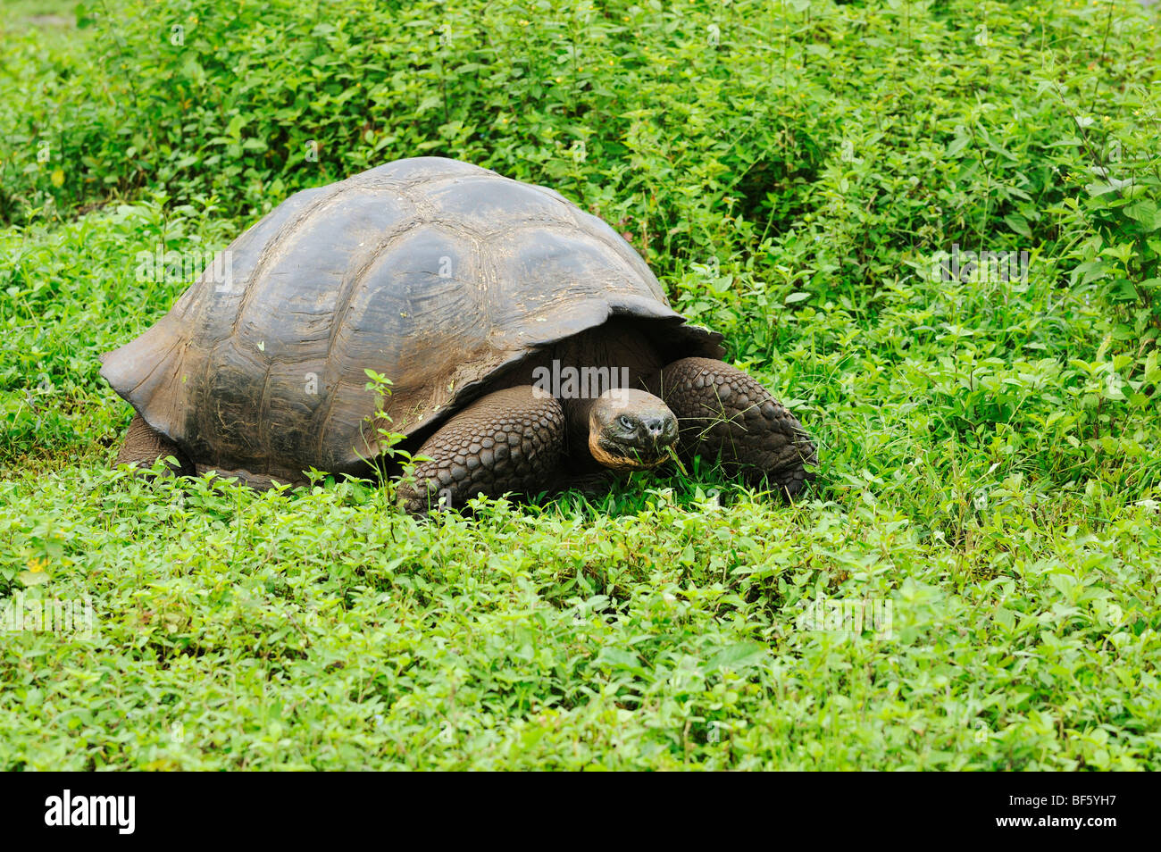 Le Galapagos La tartaruga gigante (Geochelone elephantopus), Adulto mangiare, Isole Galapagos, Ecuador, Sud America Foto Stock