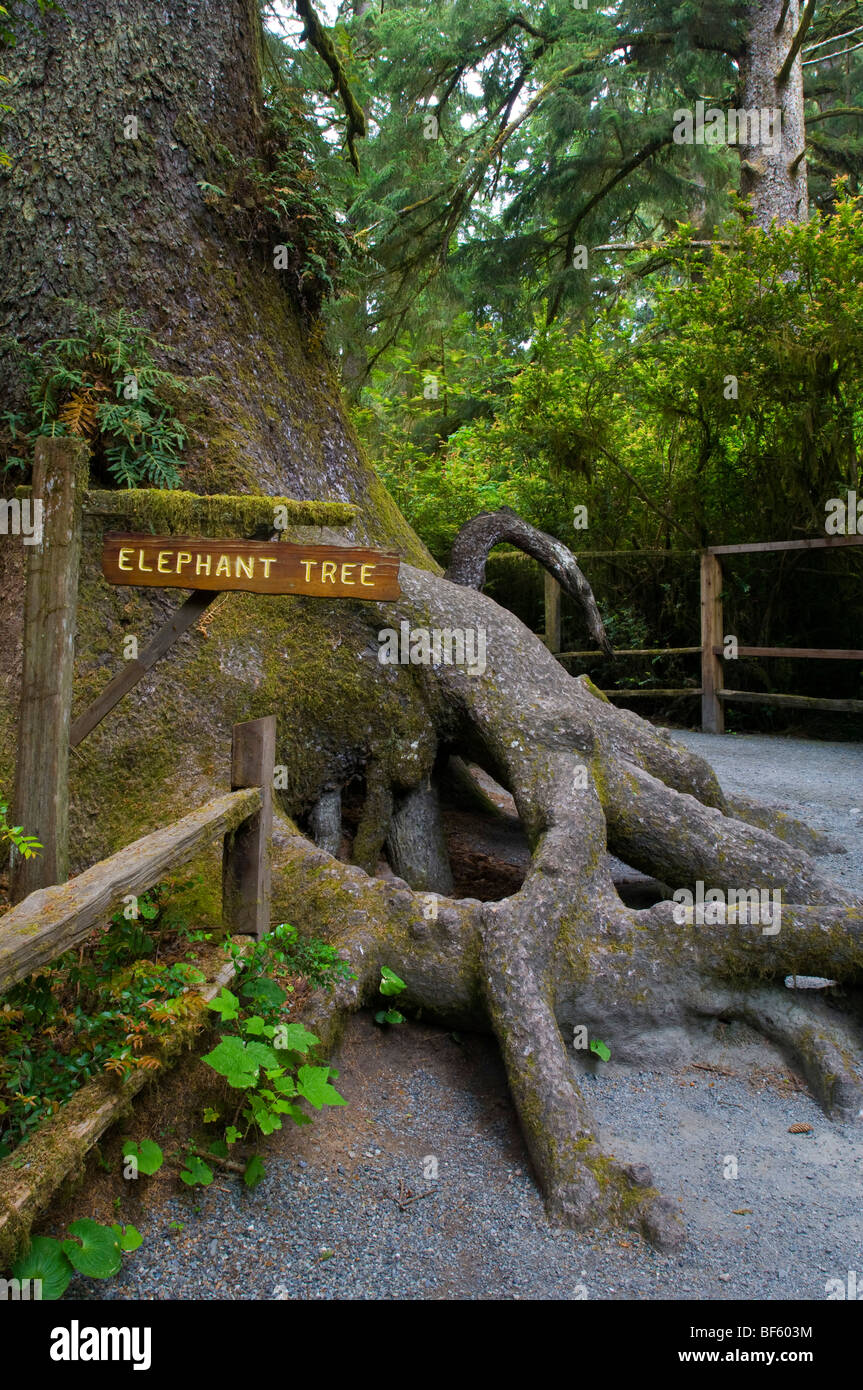 La struttura ad albero di elefante, sul regno dei Trees Trail, alberi di mistero del Norte County, California Foto Stock