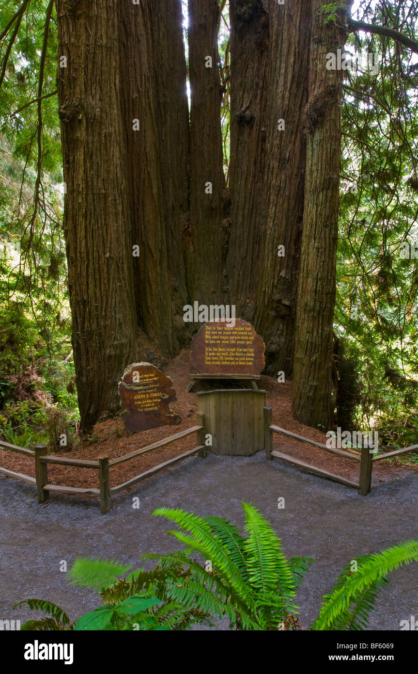 La Cattedrale albero di sequoia, sul regno dei Trees Trail, alberi di mistero del Norte County, California Foto Stock