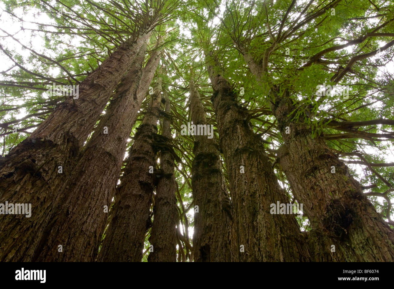 La Cattedrale albero di sequoia, sul regno dei Trees Trail, alberi di mistero del Norte County, California Foto Stock