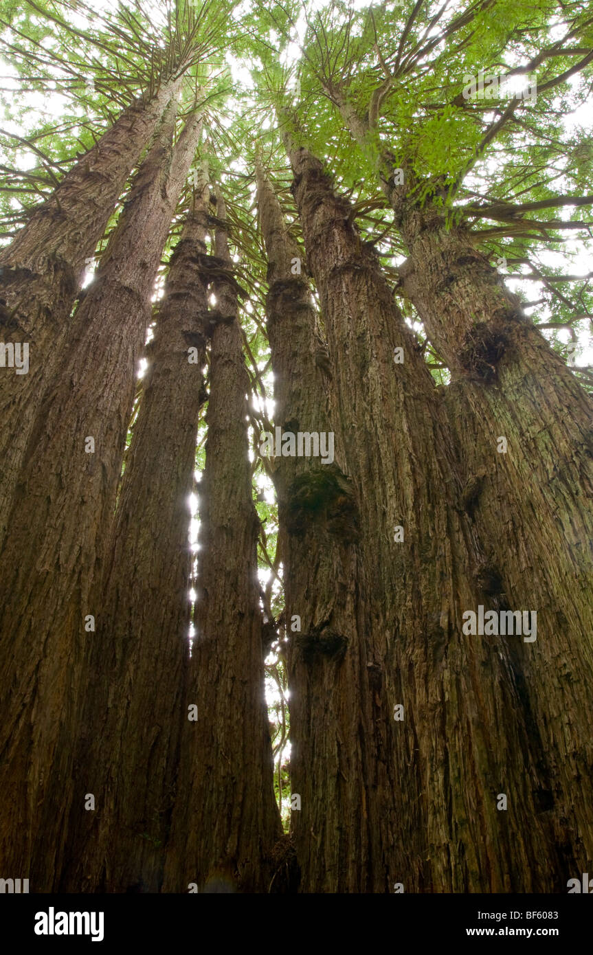 La Cattedrale albero di sequoia, sul regno dei Trees Trail, alberi di mistero del Norte County, California Foto Stock