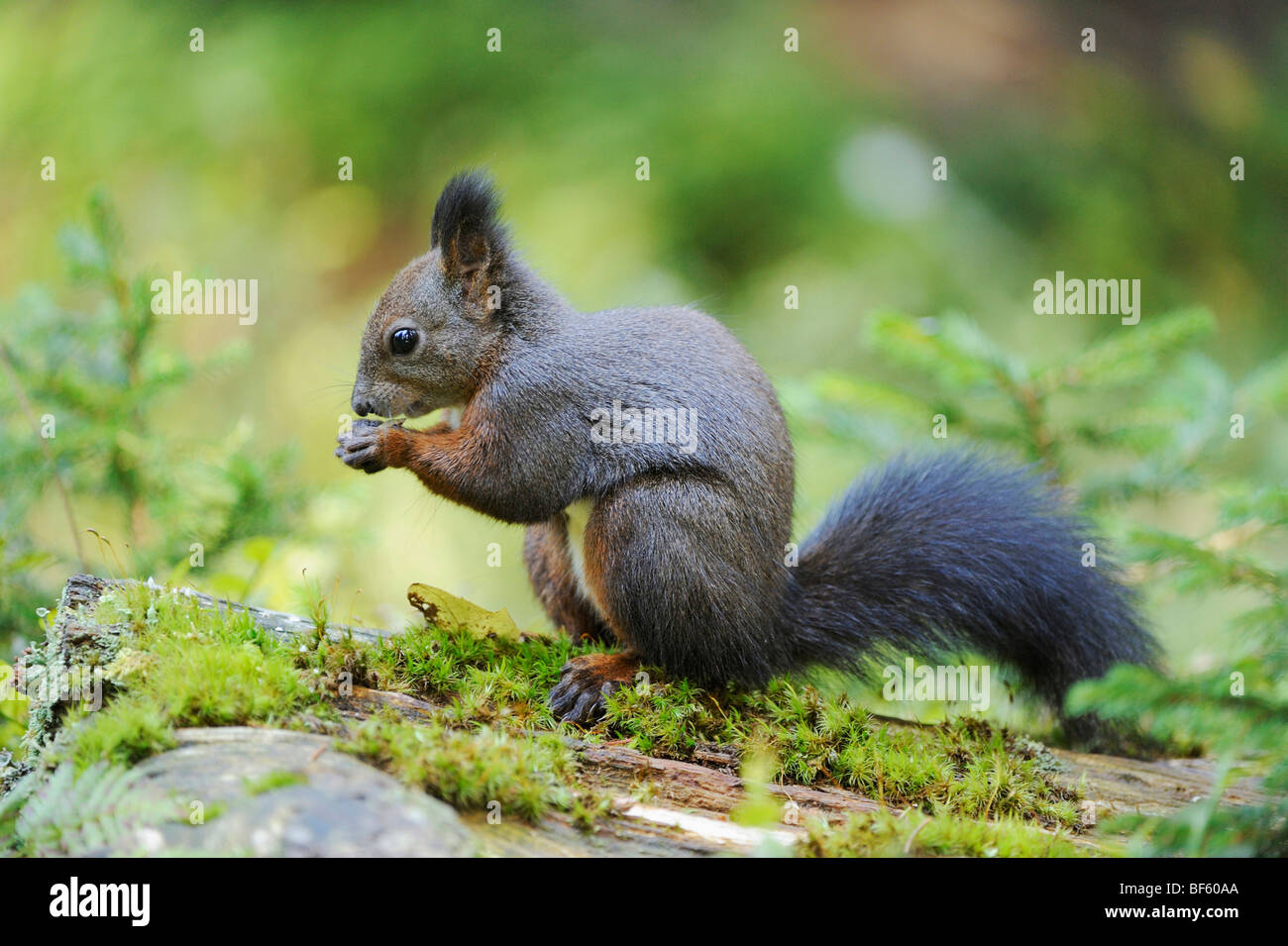Red scoiattolo (Sciurus vulgaris), Adulto fase nero, Svizzera, Europa Foto Stock
