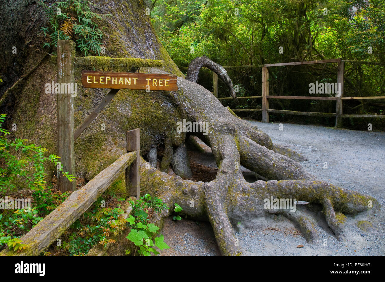La struttura ad albero di elefante, sul regno dei Trees Trail, alberi di mistero del Norte County, California Foto Stock