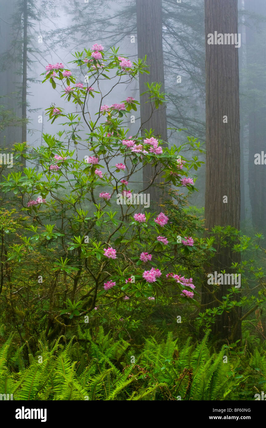 Wild fiori di rododendro in fiore, alberi di sequoia, e la nebbia nella Foresta, Parco Nazionale di Redwood in California Foto Stock
