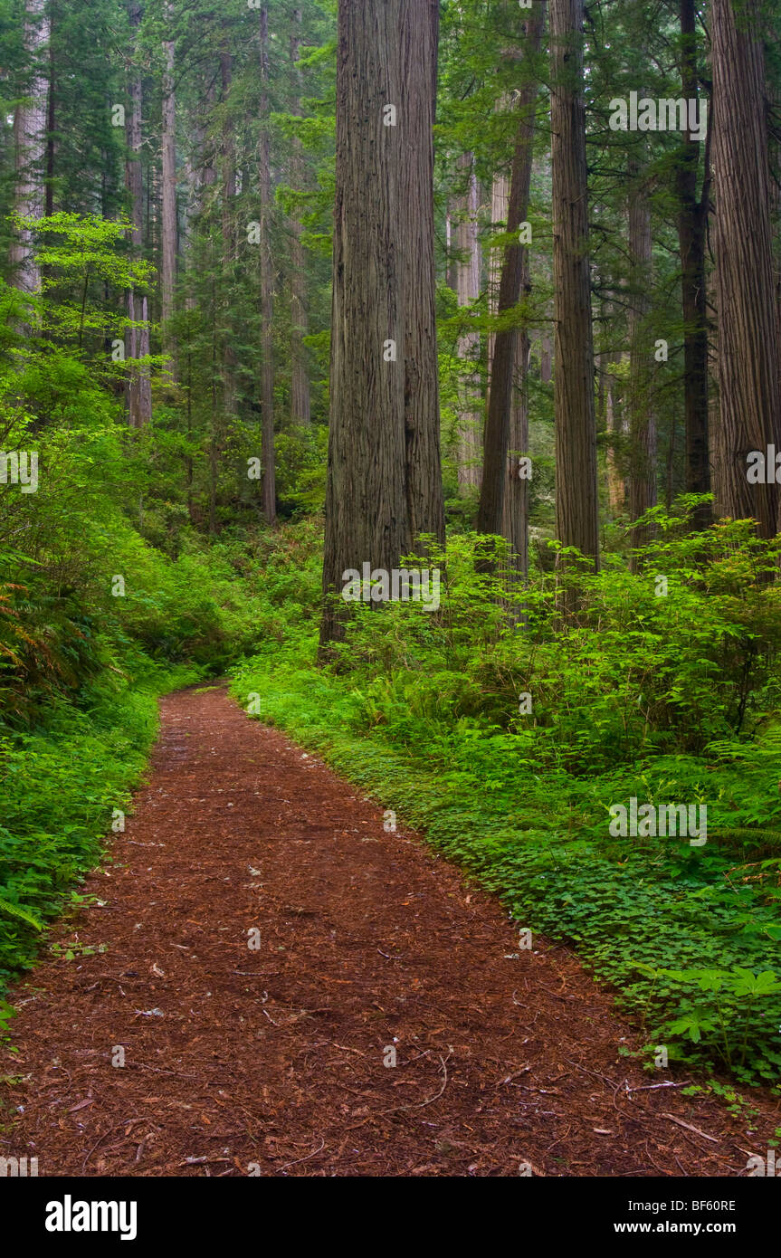Sentiero attraverso gli alberi di sequoia in foresta, Del Norte coast redwood State Park, California Foto Stock