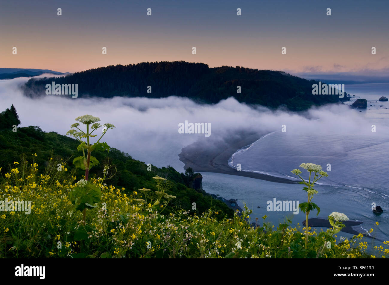 Mattina nebbia costiera e fiori di campo sopra la bocca del fiume Klamath all'alba, Parco Nazionale di Redwood in California Foto Stock