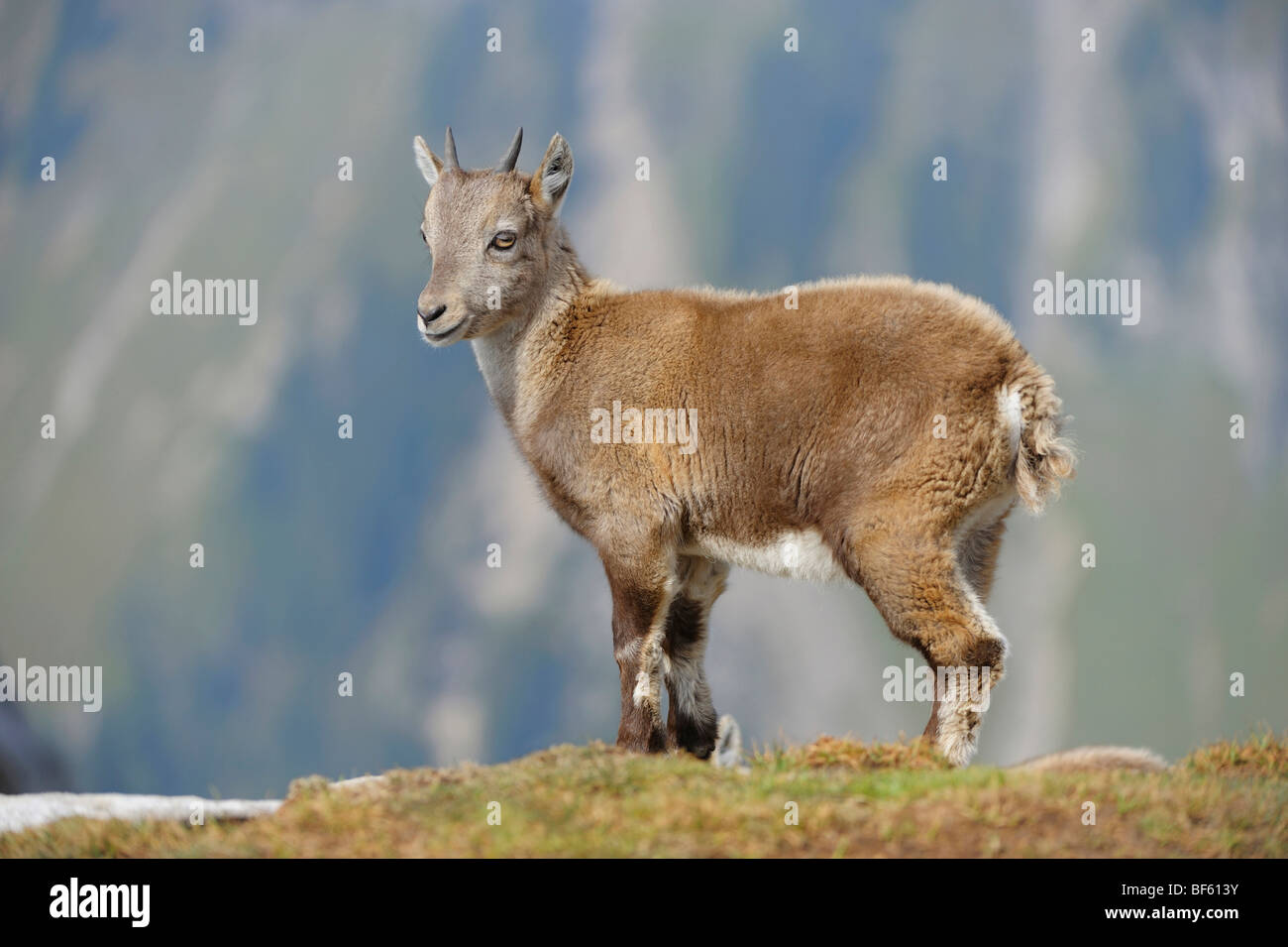 Stambecco delle Alpi (Capra ibex), giovane, Niederhorn, Interlaken, Svizzera, Europa Foto Stock