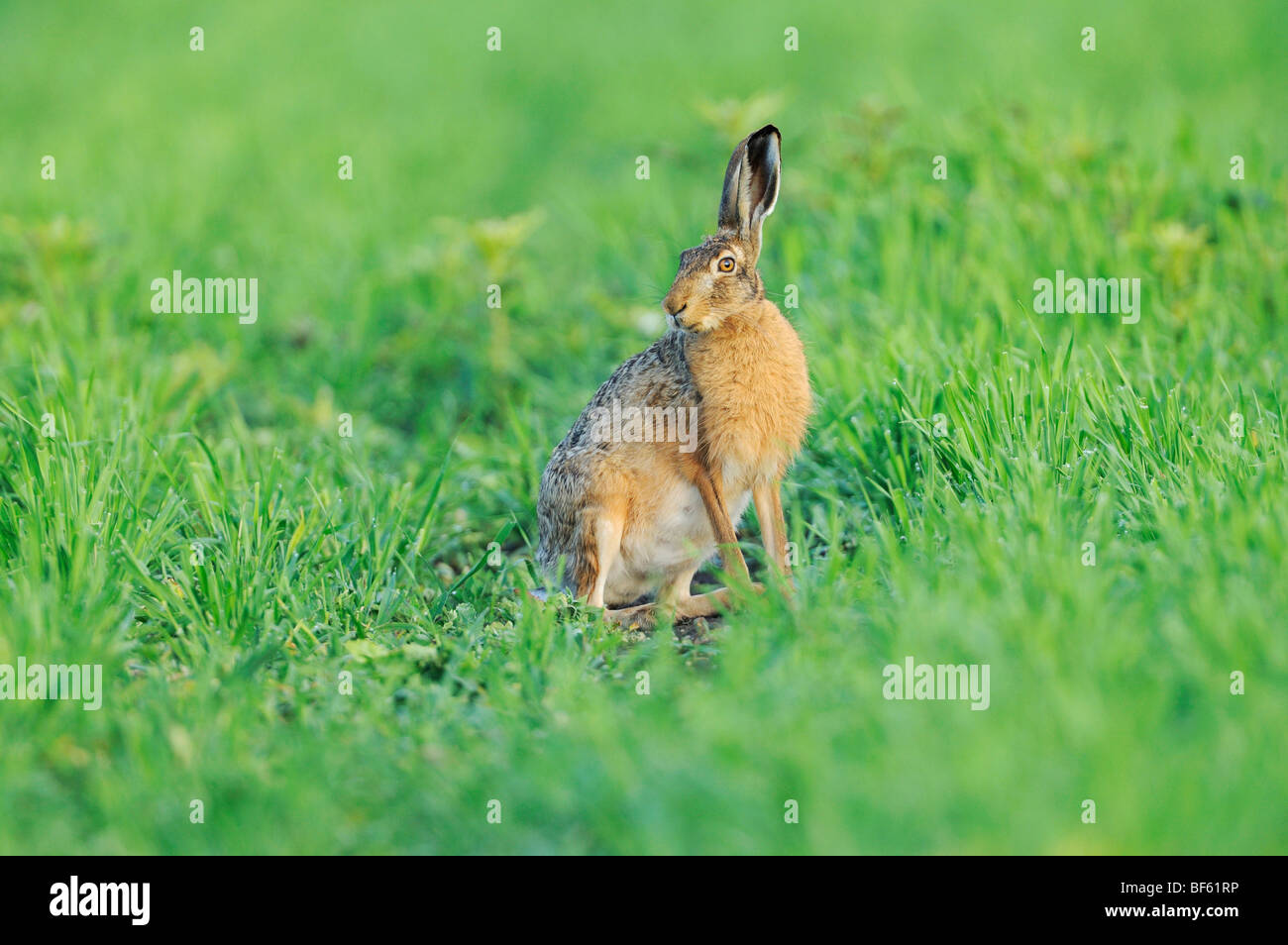 Brown lepre (Lepus europaeus), adulto in prato, nel Parco Nazionale del lago di Neusiedl, Burgenland, Austria, Europa Foto Stock