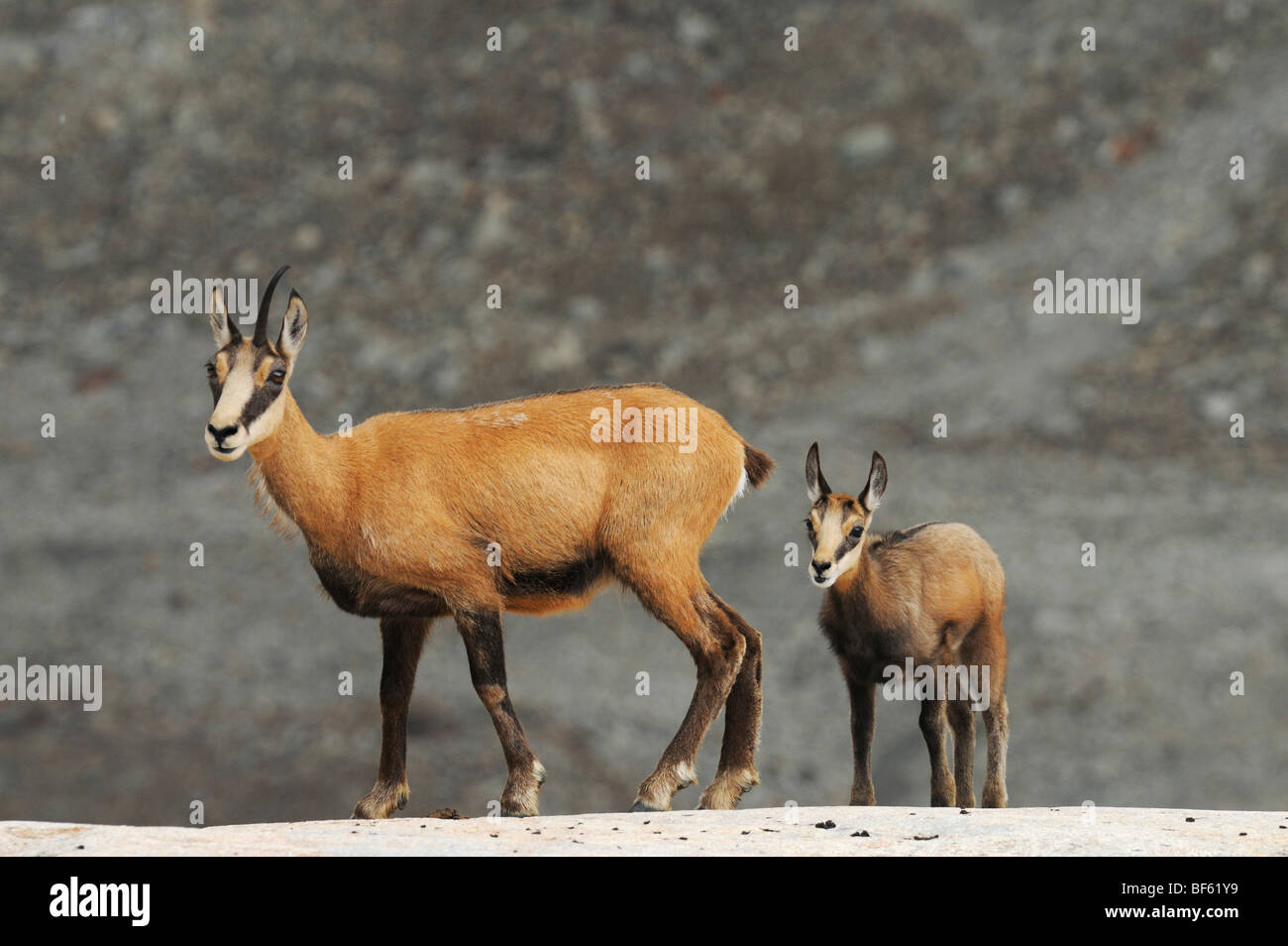 Il camoscio (Rupicapra rupicapra), femmina con giovani, Grimsel, Berna, Svizzera, Europa Foto Stock