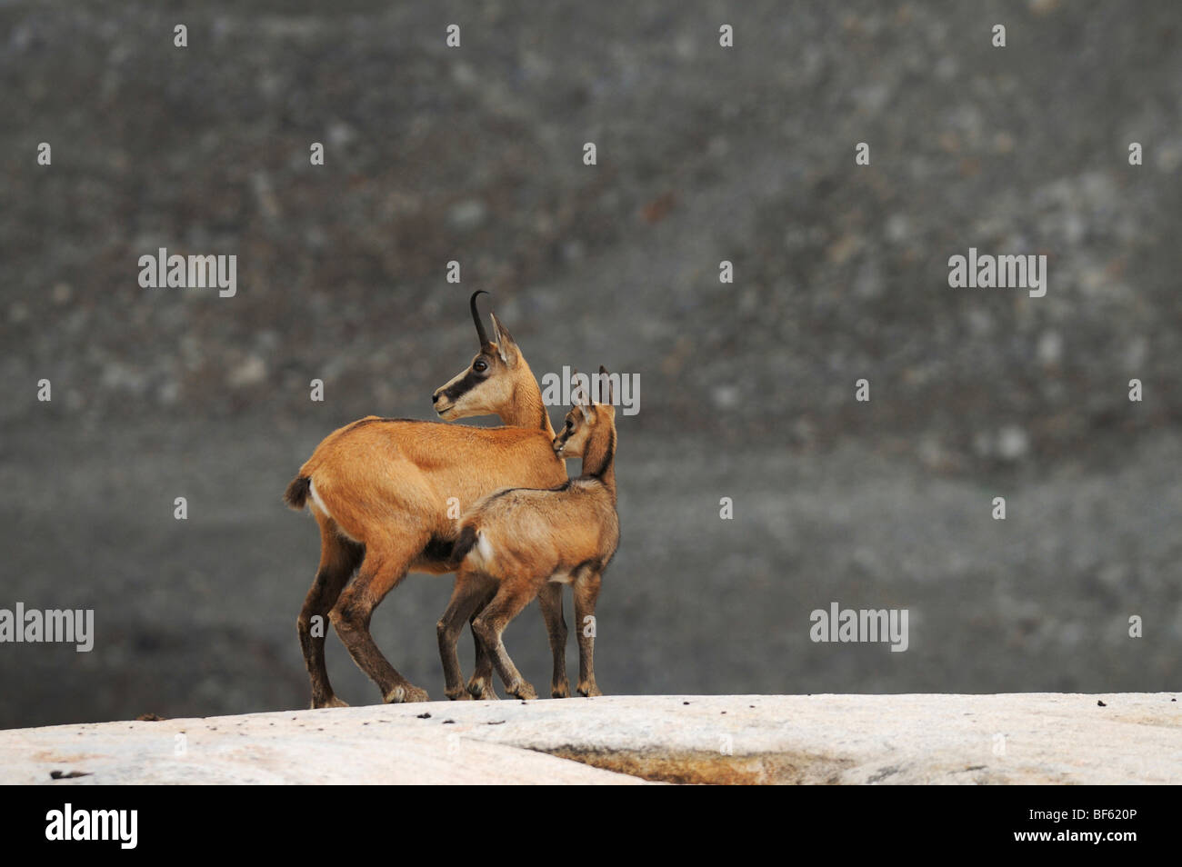 Il camoscio (Rupicapra rupicapra), femmina con giovani, Grimsel, Berna, Svizzera, Europa Foto Stock