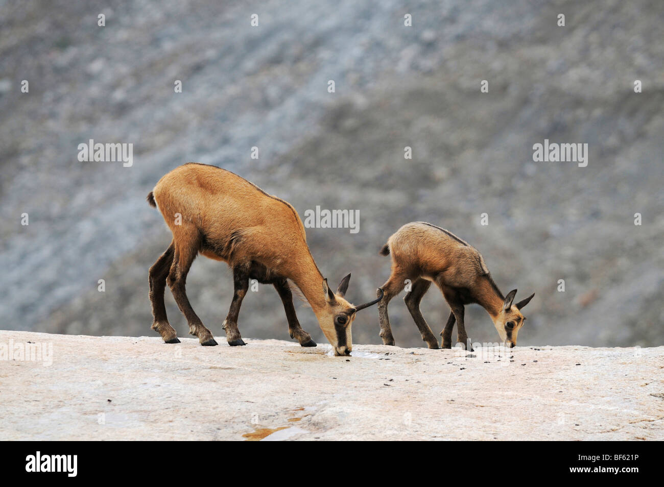 Il camoscio (Rupicapra rupicapra), femmina con giovani leccare il sale, Grimsel, Berna, Svizzera, Europa Foto Stock