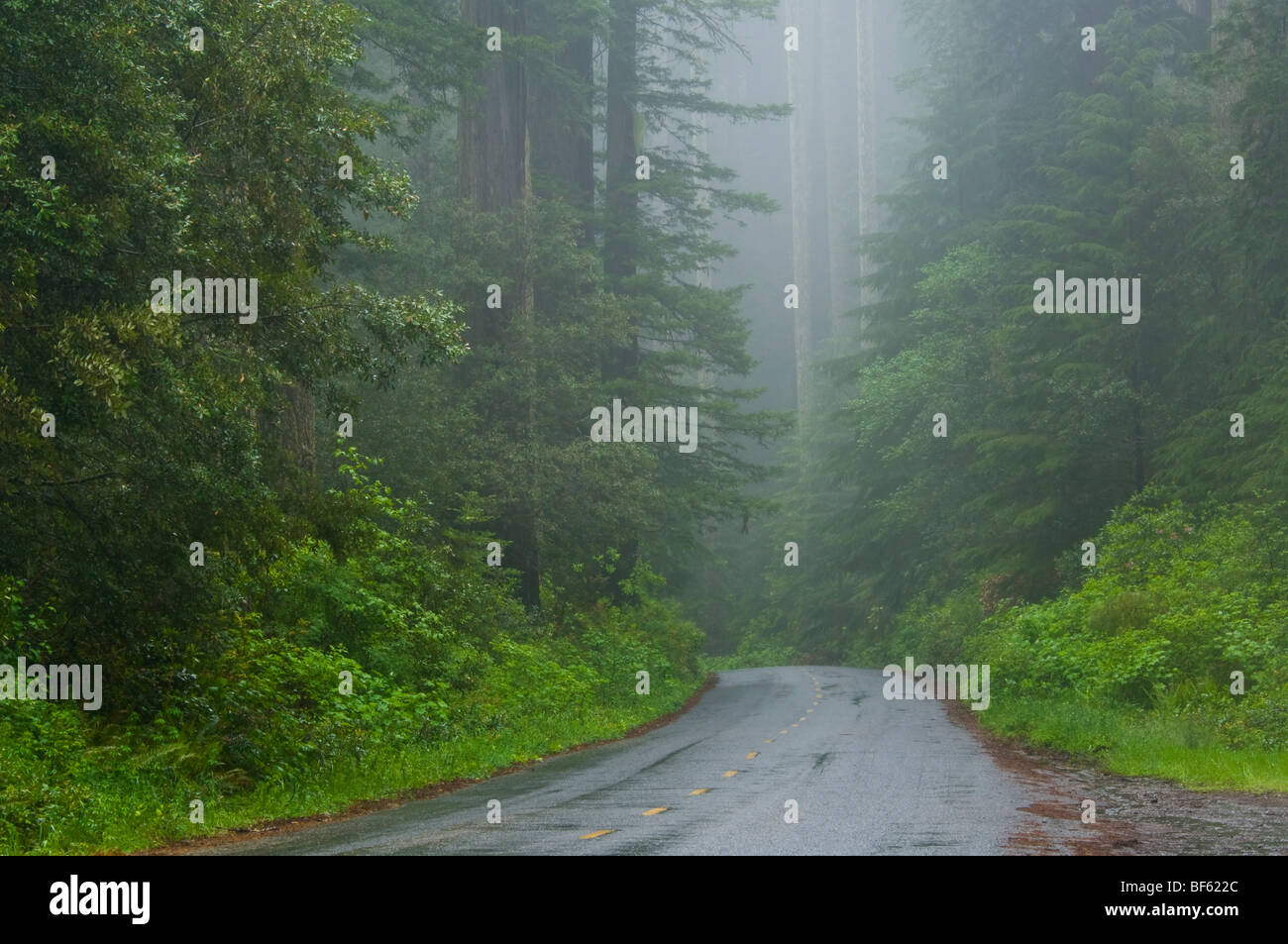 La strada attraverso gli alberi di sequoia e foresta nella nebbia e pioggia, Parco Nazionale di Redwood in California Foto Stock